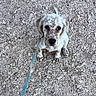 Bella participe au concours pour gagner de l'argent avec cette photo : puppy, dog, leash, outdoor, rocks, sitting, cute, pet, animal, white, brown_spots, young, looking_up, small_dog, ears, face, nose, fur, ground, daylight