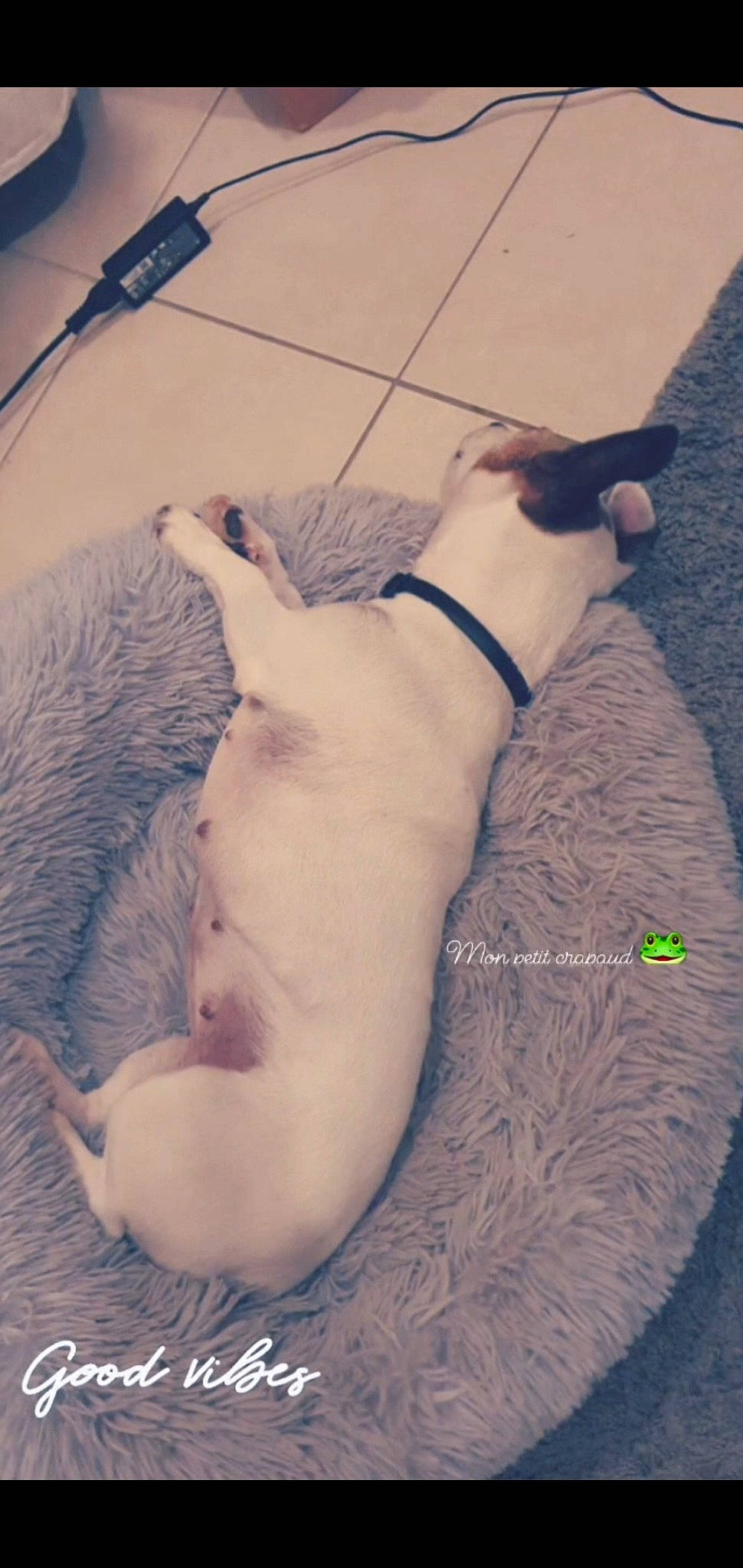 Fendy participe au concours pour gagner de l'argent avec cette photo : canidae, carnivore, collar, companion_dog, dog, dog_breed, dog_supply, fawn, non_sporting_group, paw, pet_supply, puppy, snout, sporting_group, tail, terrestrial_animal, working_animal, working_dog