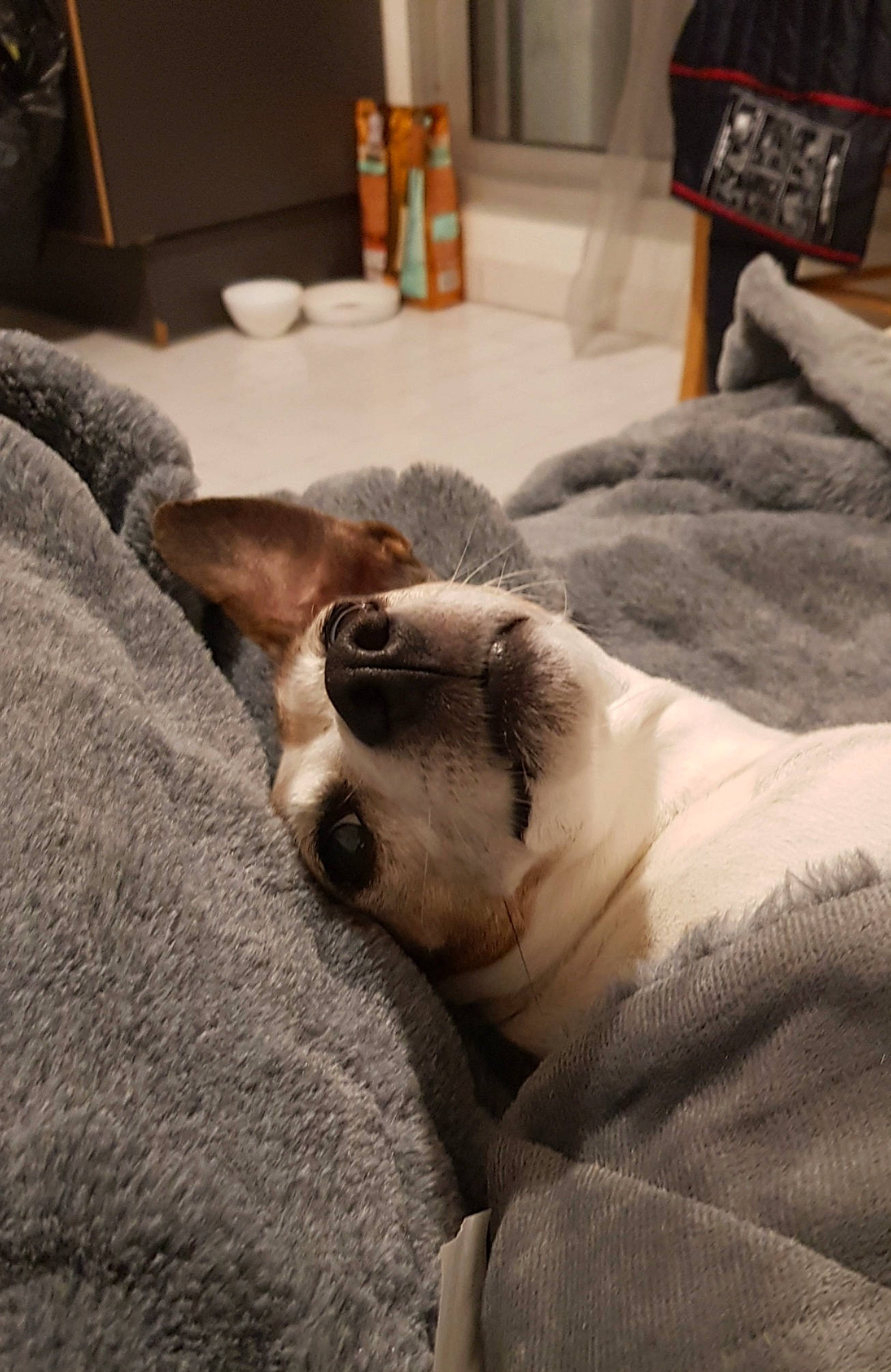 Fendy participe au concours pour gagner de l'argent avec cette photo : bored, canidae, carnivore, comfort, companion_dog, dog, dog_breed, fawn, fur, home_accessories, nap, non_sporting_group, sleep, snout, sporting_group, working_animal, working_dog