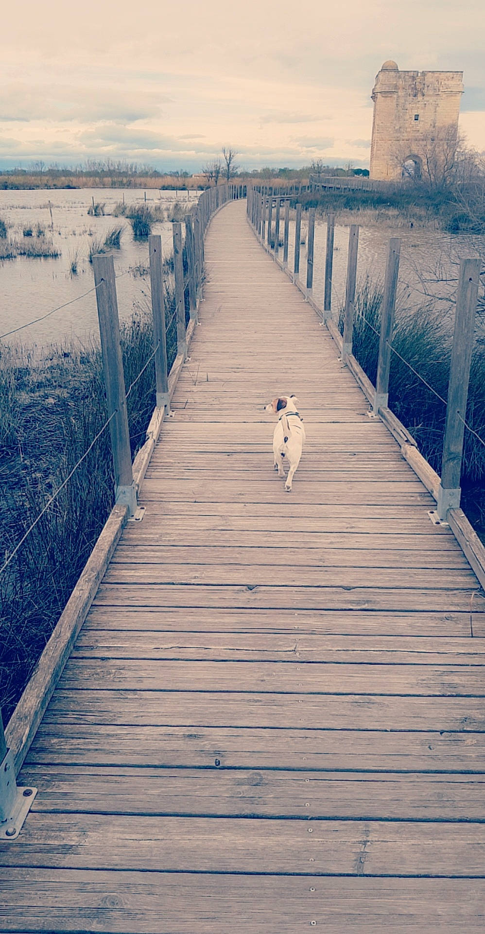 Fendy a rejoint le concours — aidez-le/la à gagner de superbes lots ! boardwalk, canidae, carnivore, companion_dog, deck, dock, dog, dog_breed, fence, nonbuilding_structure, plank, sporting_group, walkway, working_dog