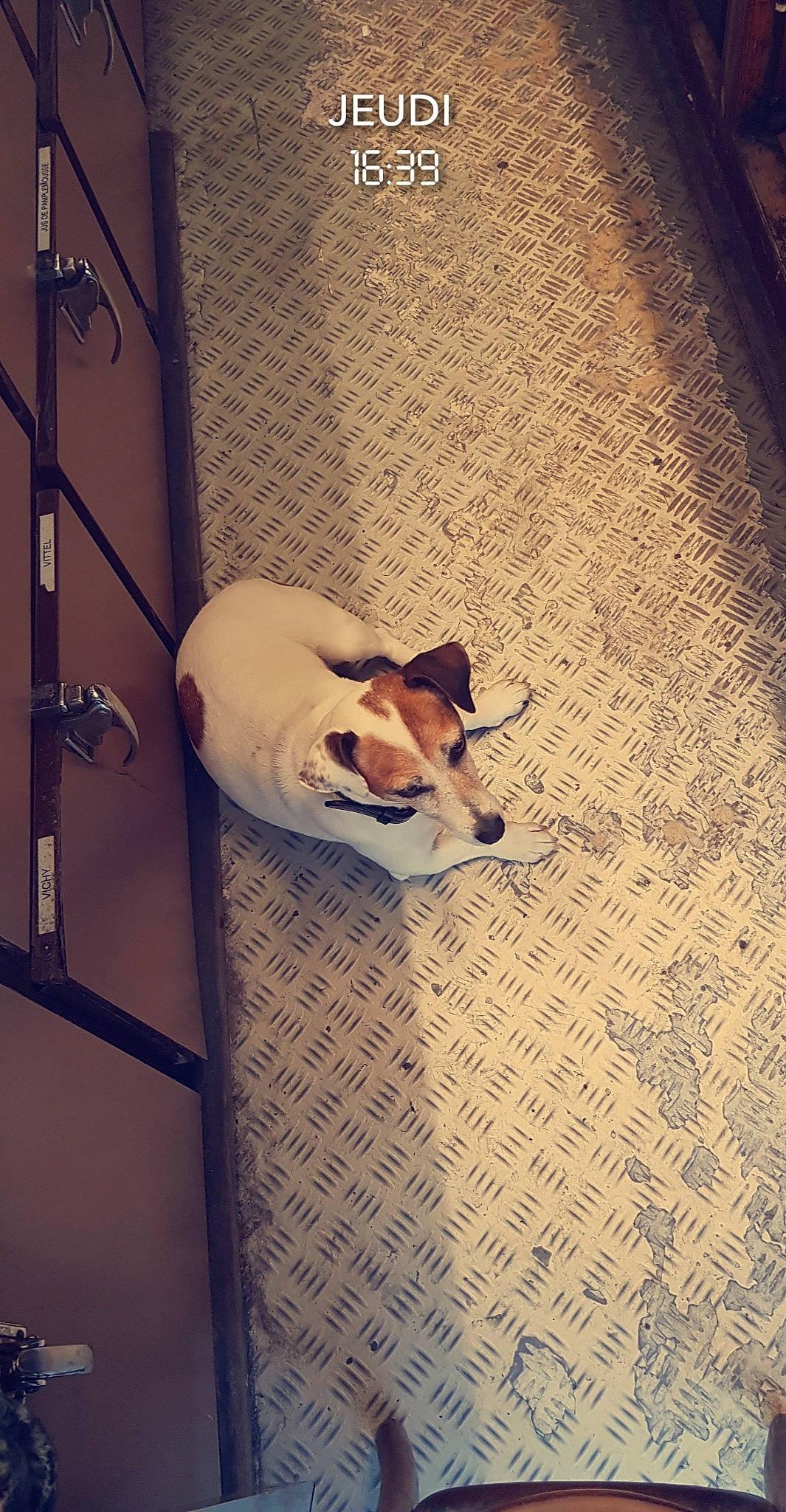 Fendy a rejoint le concours — aidez-le/la à gagner de superbes lots ! canidae, carnivore, companion_dog, dog, dog_breed, dog_supply, fawn, mammal, non_sporting_group, pet_supply, snout, working_animal, working_dog