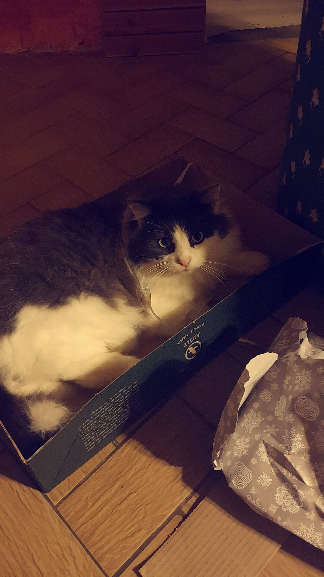 Mr Boule a rejoint le concours — aidez-le/la à gagner de superbes lots ! carnivore, cat, cloud, european_shorthair, felidae, fur, kitten, meteorological_phenomenon, night, sky, small_to_medium_sized_cats, tail, whiskers