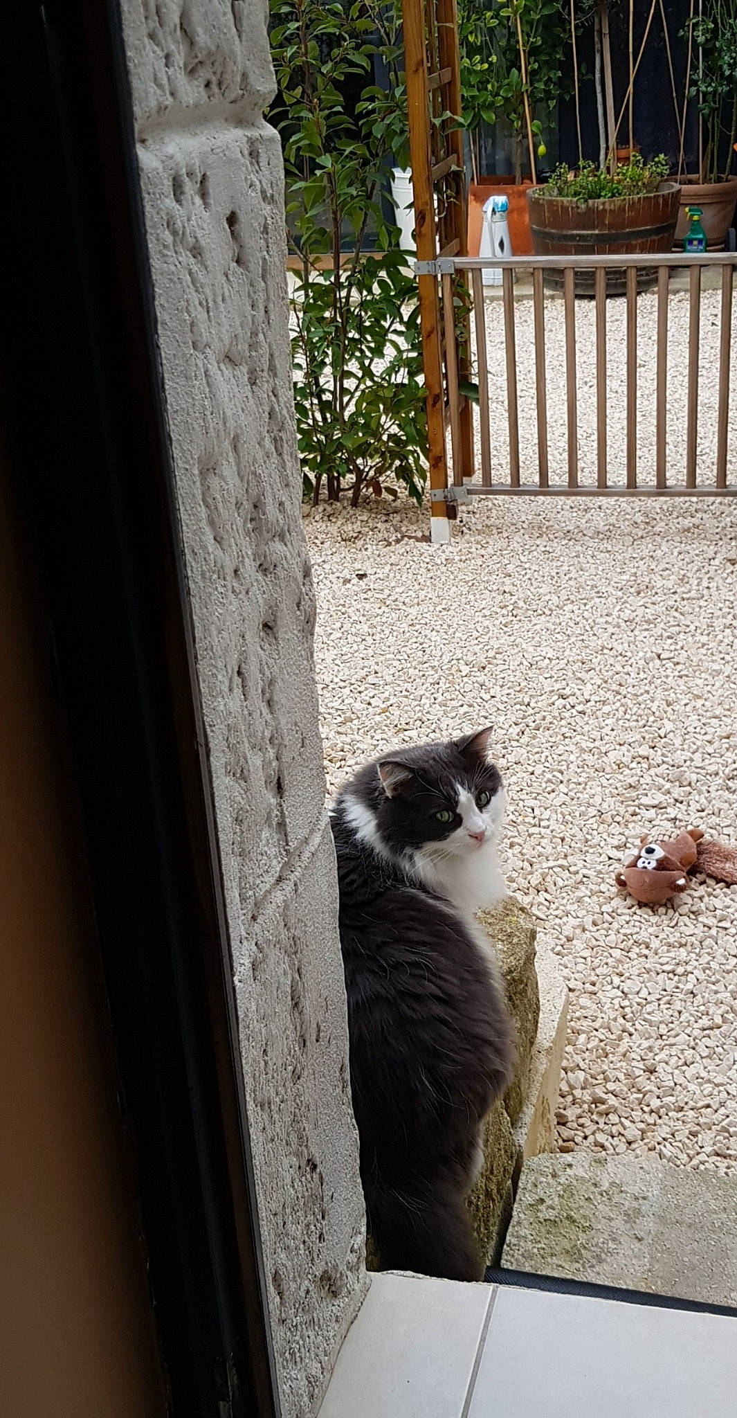 Mr Boule a rejoint le concours — aidez-le/la à gagner de superbes lots ! carnivore, cat, domestic_short_haired_cat, felidae, fence, fur, home_fencing, small_to_medium_sized_cats, tail, vertebrate, whiskers