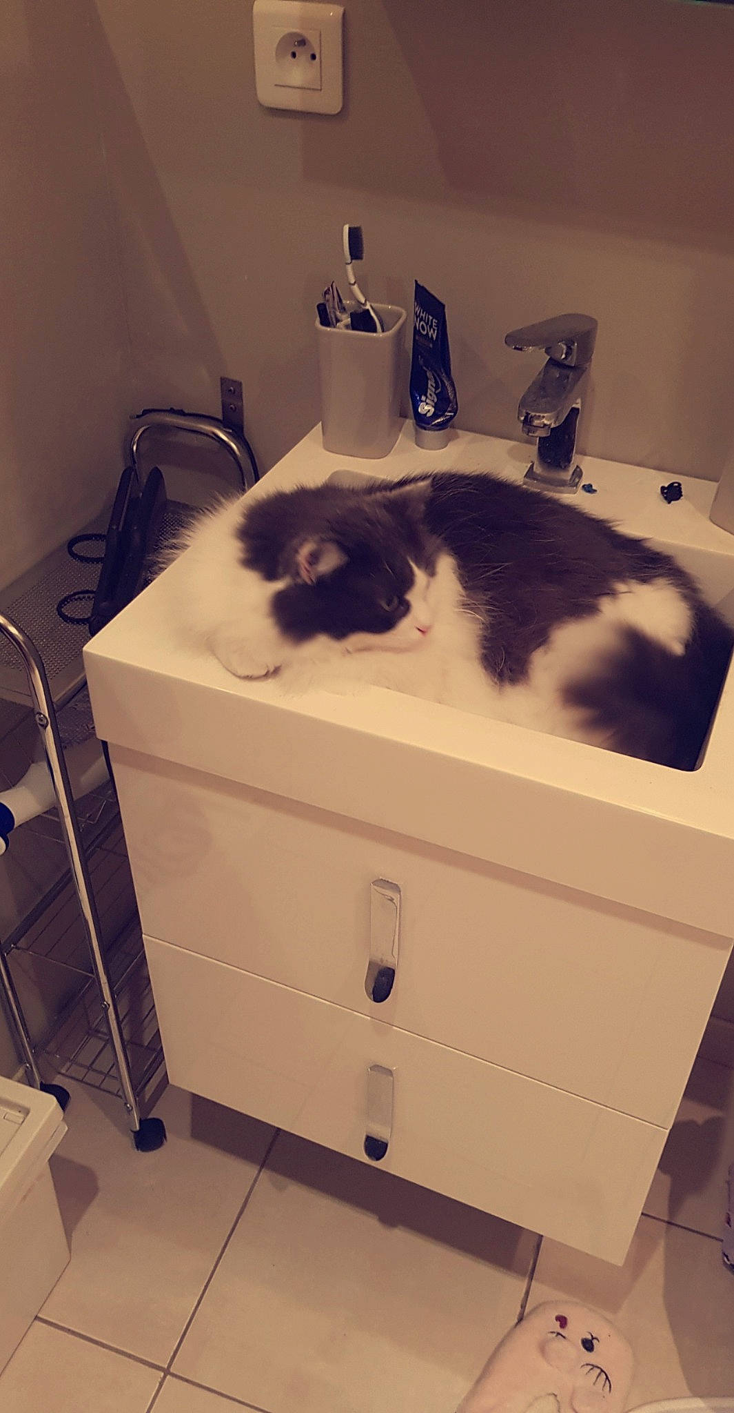Mr Boule participe au concours pour gagner de l'argent avec cette photo : aluminium, baggage, bathroom, bathroom_accessory, bathroom_sink, carnivore, cat, ceramic, felidae, fluid, fur, household_supply, plumbing, plumbing_fixture, sink, small_to_medium_sized_cats, tail, tap, whiskers