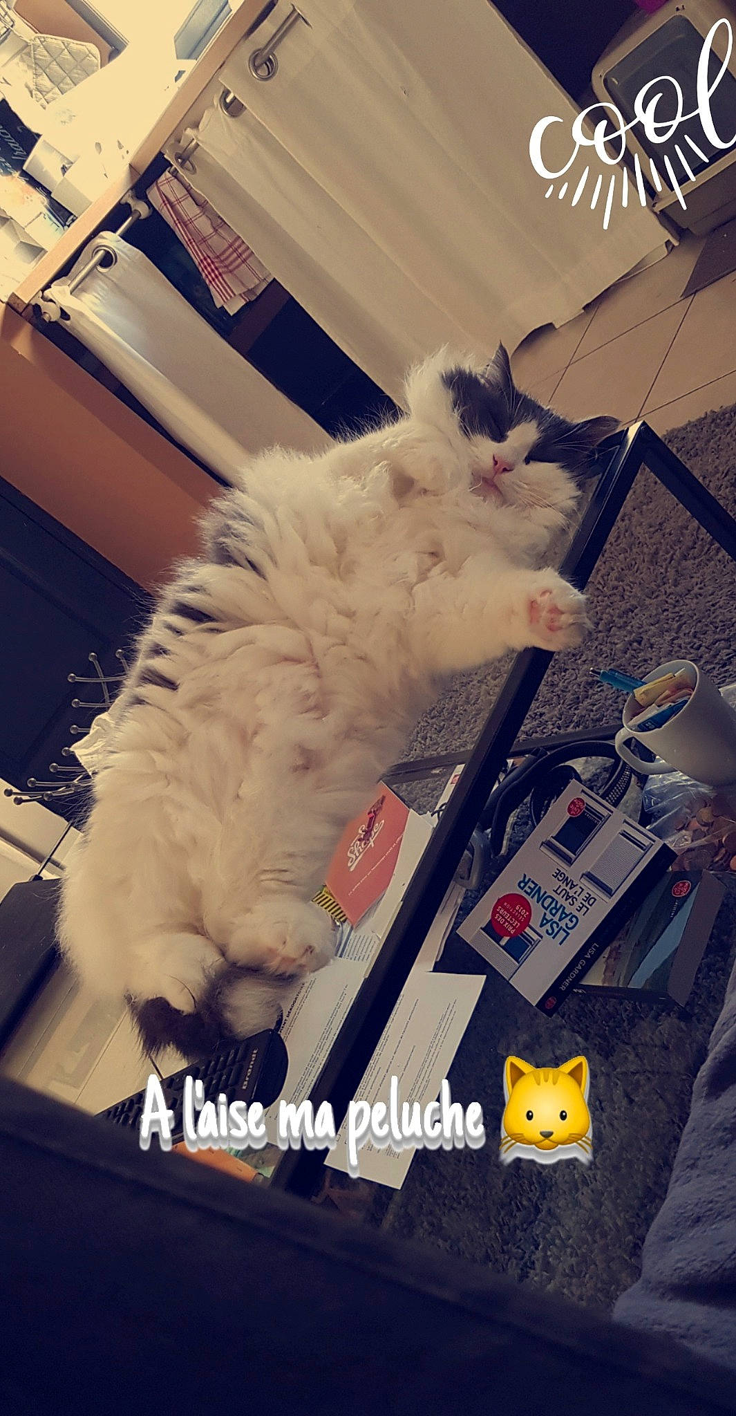 Mr Boule a rejoint le concours — aidez-le/la à gagner de superbes lots ! carnivore, cat, felidae, fur, household_supply, paw, pet_supply, small_to_medium_sized_cats, turkish_angora, whiskers