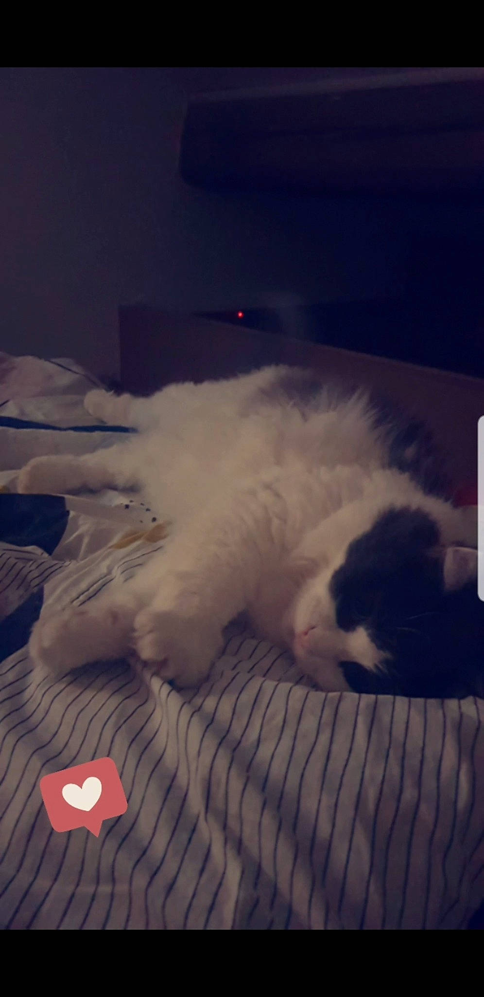 Mr Boule participe au concours pour gagner de l'argent avec cette photo : carnivore, cat, felidae, fur, home_accessories, linens, nap, paw, sleep, small_to_medium_sized_cats, whiskers