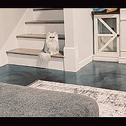 Magnolia joined the competition — help win amazing prizes! cat, fluffy_cat, white_cat, pet, animal, sitting, staircase, indoors, home, floor, rug, cabinet, furniture, long_hair, fur, portrait, centered_subject, living_area, watchful, photograph