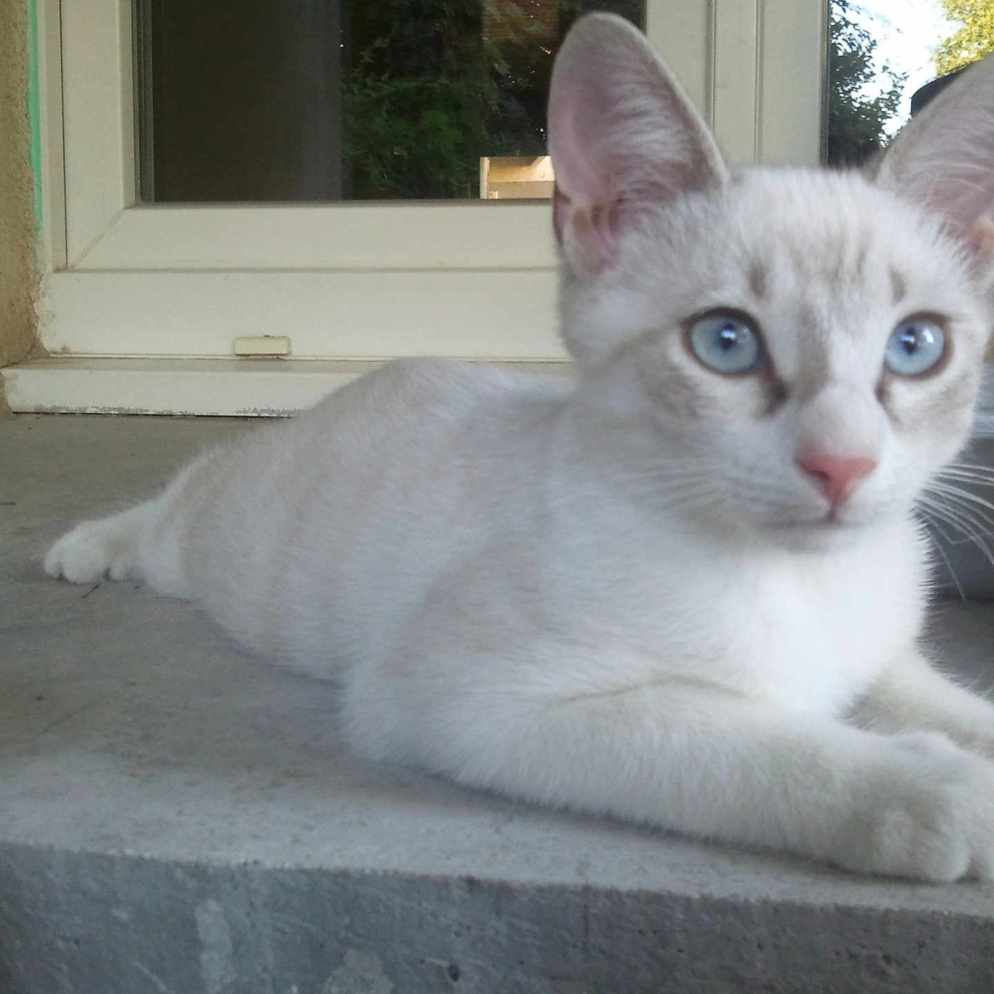 Pépétto participe au concours pour gagner de l'argent avec cette photo : abyssinian, angora, animal, cat, kitten, manx, pet, siamese, slate, window