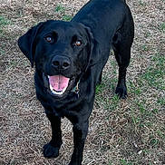 Zoey joined the competition — help win amazing prizes! dog, black_dog, labrador_retriever, canine, pet, animal, outdoor, grass, field, tongue_out, happy, smiling, fur, ears, tail, muzzle, collar, four_legs, friendly, playful