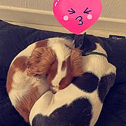 Biscotte participe au concours pour gagner de l'argent avec cette photo : animal, canine, cat, cushion, dog, electronics, envelope, face, greetingcard, head, heart, homedecor, hound, person, pet, photography, portrait, puppy, sleeping, symbol
