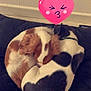 animal, canine, cat, cushion, dog, electronics, envelope, face, greetingcard, head, heart, homedecor, hound, person, pet, photography, portrait, puppy, sleeping, symbol