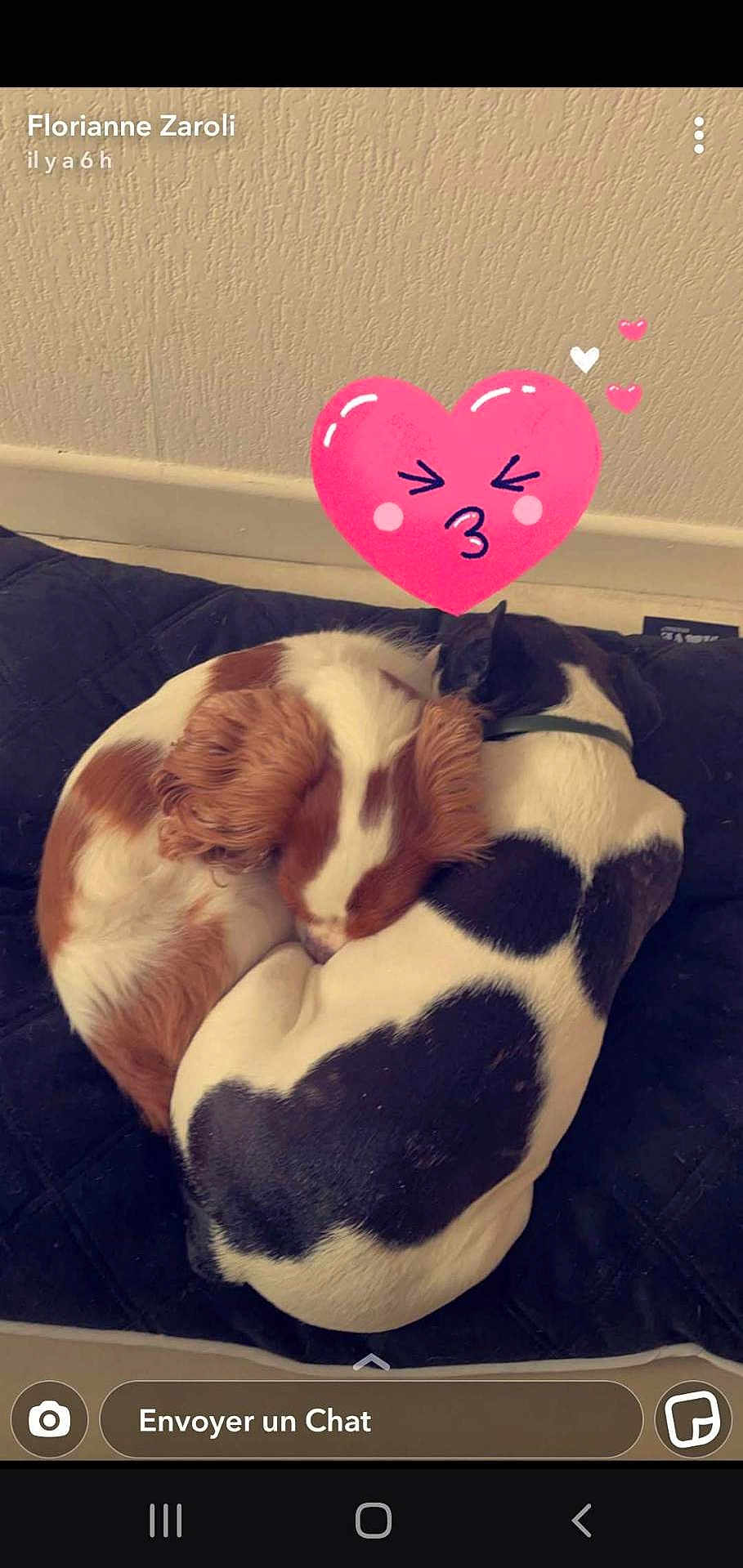 Biscotte participe au concours pour gagner de l'argent avec cette photo : animal, canine, cat, cushion, dog, electronics, envelope, face, greetingcard, head, heart, homedecor, hound, person, pet, photography, portrait, puppy, sleeping, symbol