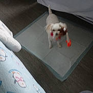 Alley joined the competition — help win amazing prizes! dog, toy, pee_pad, blanket, bed, indoor, carpet, white_dog, small_dog, floor, pet, animal, cozy, furniture, home, playful, cute, canine, domestic_animal, resting_area