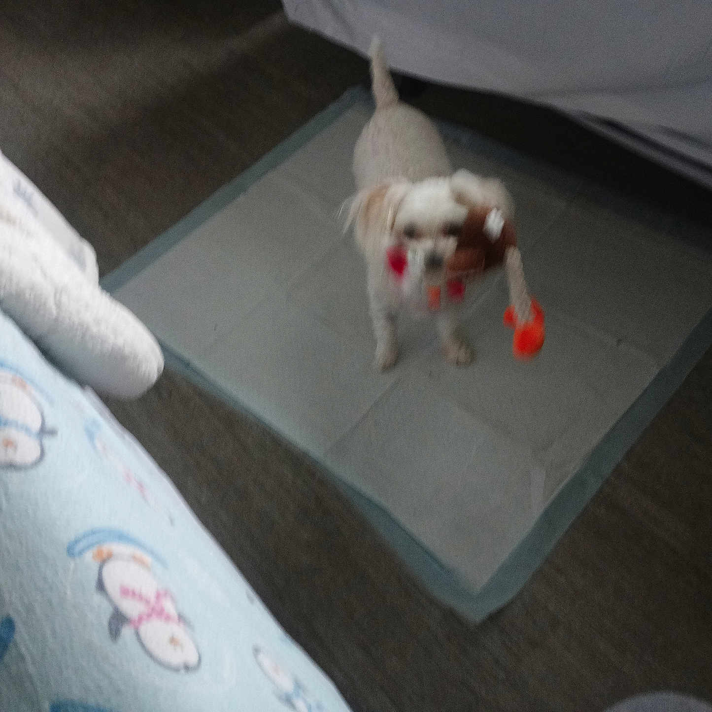 Alley joined the competition — help win amazing prizes! animal, bed, blanket, canine, carpet, cozy, cute, dog, domestic_animal, floor, furniture, home, indoor, pee_pad, pet, playful, resting_area, small_dog, toy, white_dog