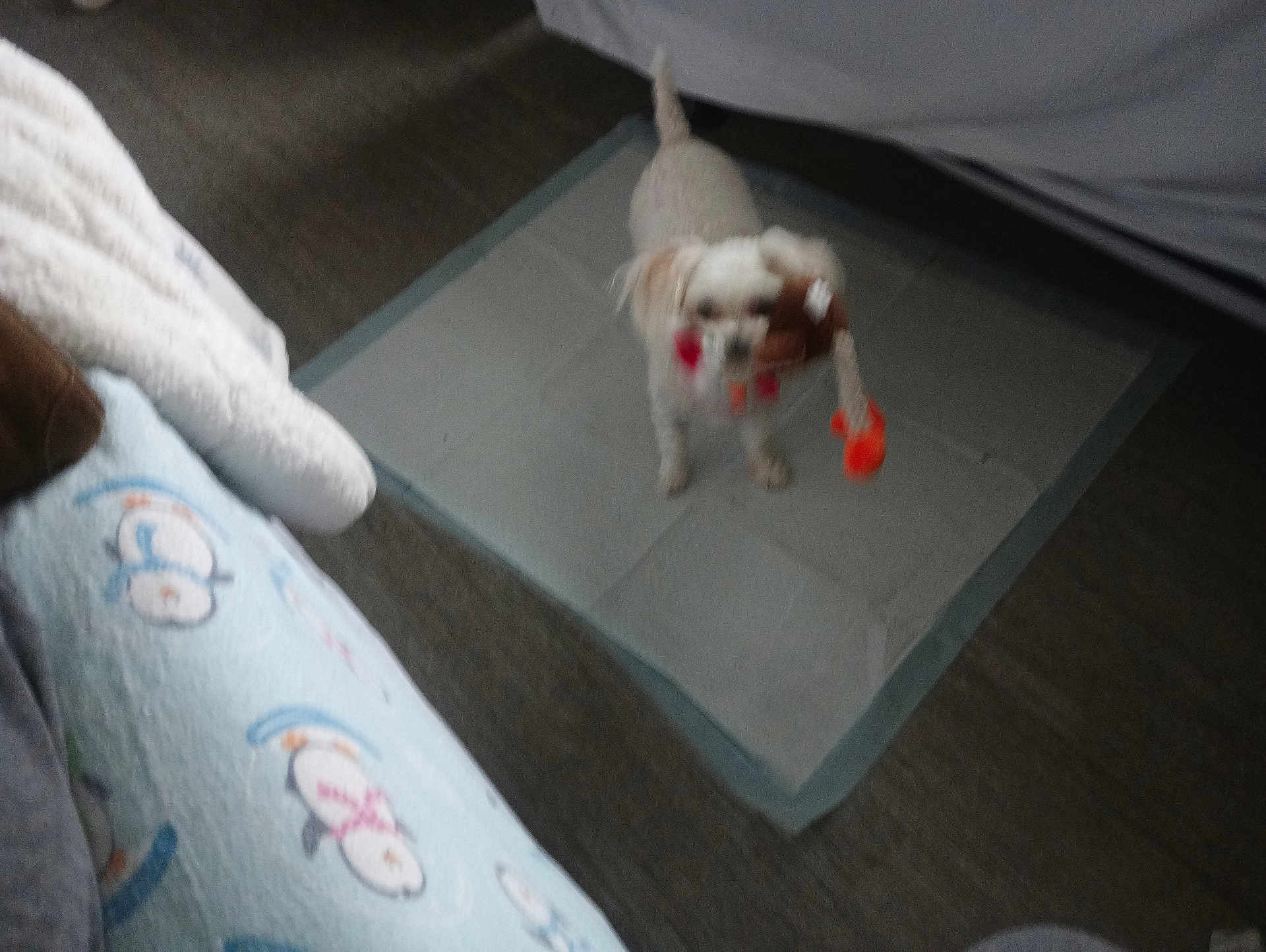 Alley joined the competition — help win amazing prizes! dog, toy, pee_pad, blanket, bed, indoor, carpet, white_dog, small_dog, floor, pet, animal, cozy, furniture, home, playful, cute, canine, domestic_animal, resting_area