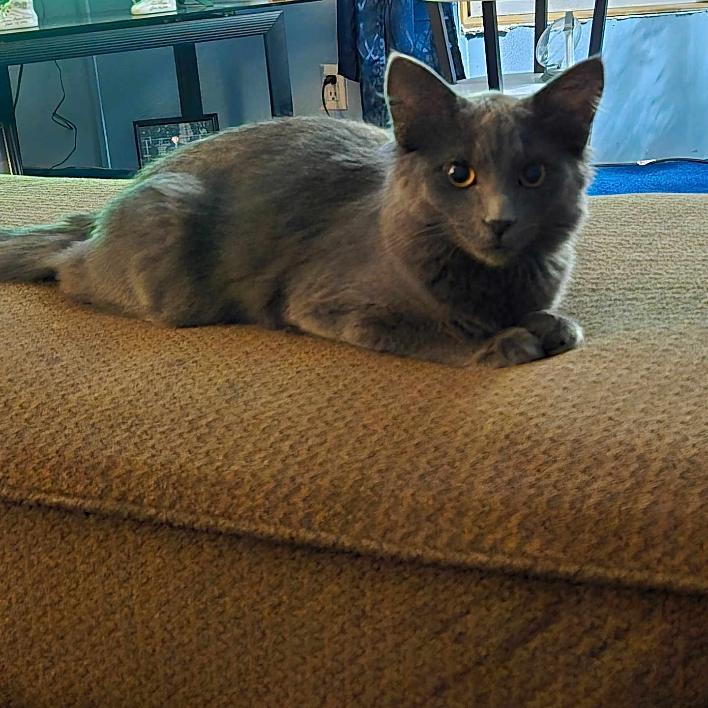 Ash joined the competition — help win amazing prizes! animal, cat, couch, cozy, curious, decoration, eyes, framed_photo, fur, furniture, gray_cat, heart_shape, home, indoor, living_room, pet, relaxing, table, television, texture