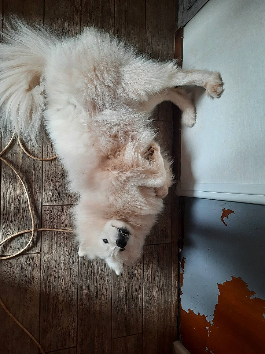 Sparrow participe au concours pour gagner de l'argent avec cette photo : canidae, carnivore, cat, claw, companion_dog, dog_breed, fawn, felidae, flooring, fur, hardwood, paw, small_to_medium_sized_cats, snout, sporting_group, tail, whiskers, wood, wood_flooring, wood_stain