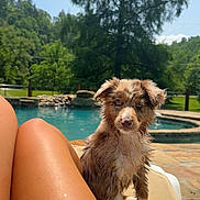 Winnie joined the competition — help win amazing prizes! puppy, dog, wet, blue_eyes, lounge_chair, pool, water, legs, sunlight, outdoor, nature, greenery, tree, summer, relaxation, stone_patio, fence, pet, animal, cute