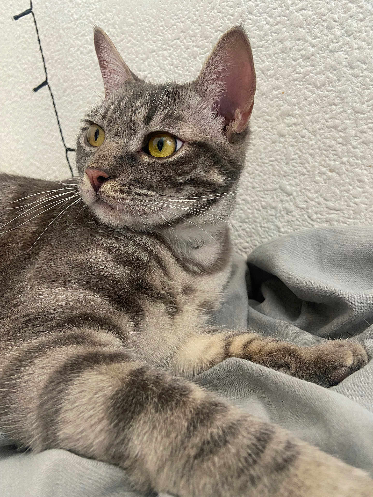Victor a rejoint le concours — aidez-le/la à gagner de superbes lots ! cat, tabby_cat, gray_cat, yellow_eyes, whiskers, fur, close_up, indoor, fabric, soft_texture, wall, relaxing, pet, animal, mammal, resting, portrait, feline, cute, domestic_animal