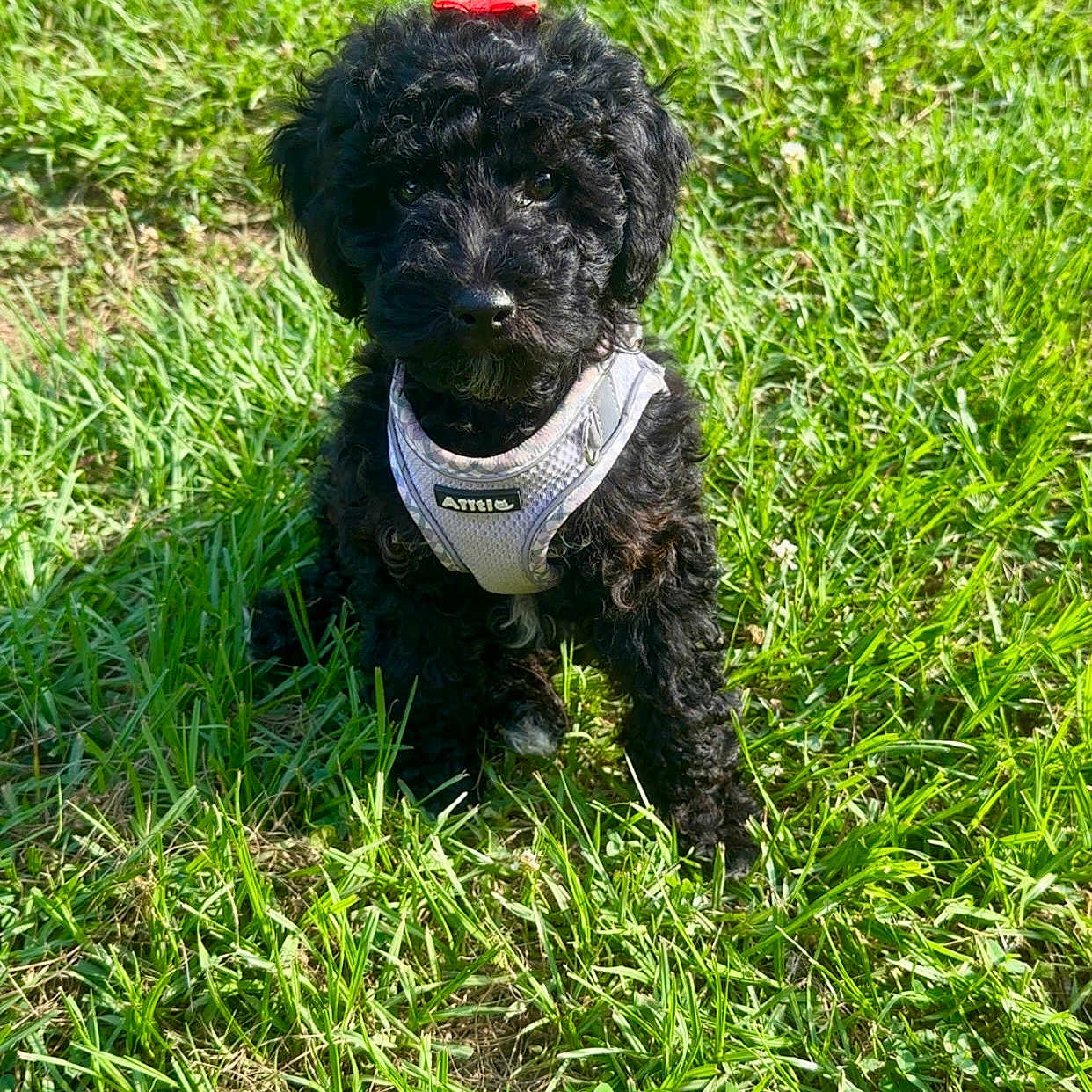 Skye is registered to the contest to win money with this photo: accessories, animal, ball, canine, dog, field, football, grass, grassland, green, lawn, nature, outdoors, pet, plant, poodle, puppy, soccer, strap, vegetation