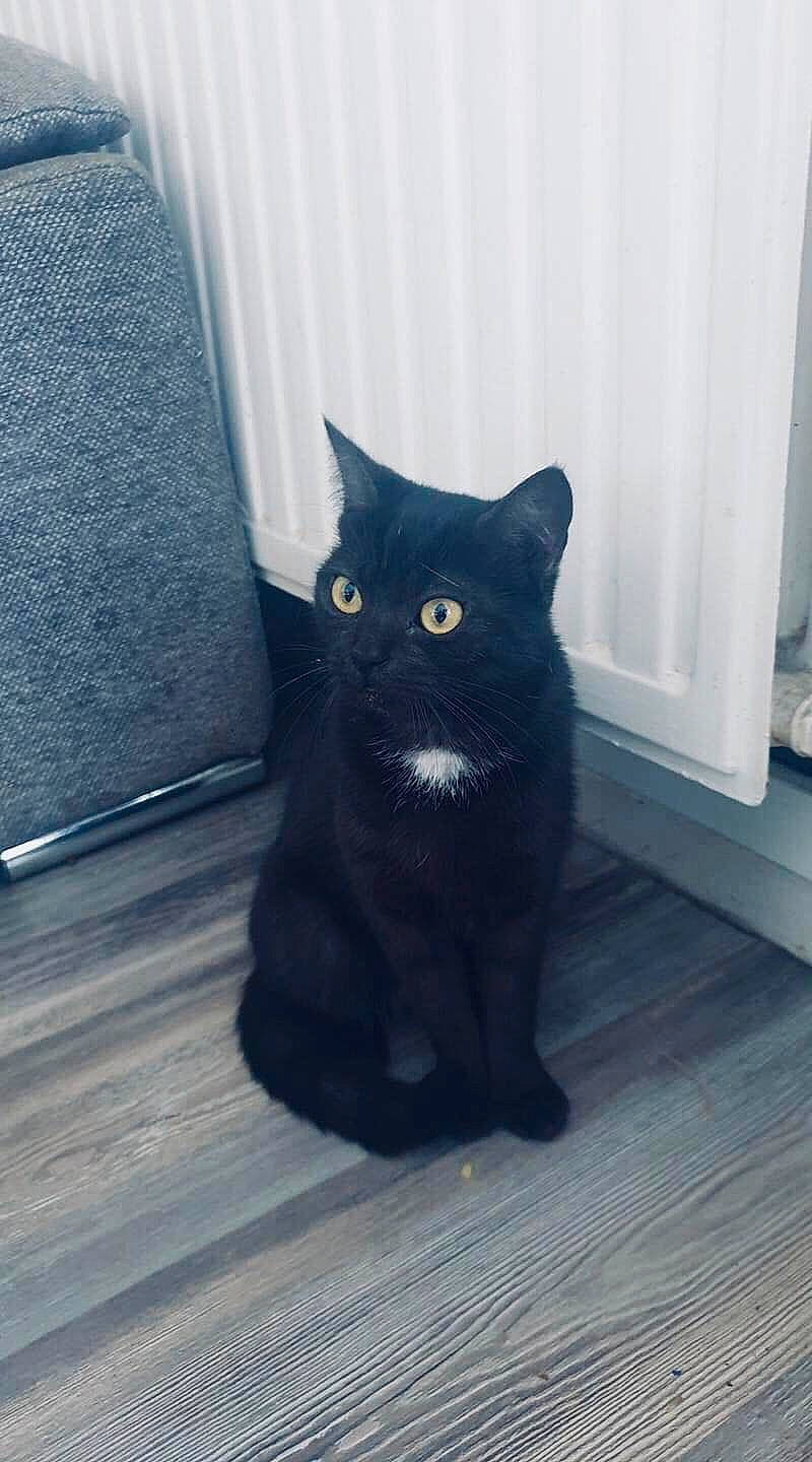 Praline participe au concours pour gagner de l'argent avec cette photo : black_cat, bombay, carnivore, cat, couch, domestic_short_haired_cat, door, electric_blue, felidae, floor, flooring, fur, grey, hardwood, paw, small_to_medium_sized_cats, snout, tail, whiskers, wood