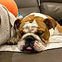 bulldog, dog, sleeping, tongue_out, couch, leather, towel, cozy, indoors, pet, resting, brown, white, wrinkled_face, cute, relaxed, animal, companion, living_room, domestic