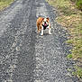 Viky participe au concours pour gagner de l'argent avec cette photo : bulldog, dog, animal, pet, gravel_path, outdoor, grass, nature, canine, walking_path, harness, tongue_out, happy, standing, daytime, rural, smiling, fur, ears, snout