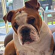 Viky a rejoint le concours — aidez-le/la à gagner de superbes lots ! bulldog, dog, pet, indoor, natural_light, window, chair, animal, canine, relaxed, brown_and_white, close_up, fur, whiskers, paw, domestic_animal, portrait, companion, cute, calm