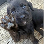 Chocolate joined the competition — help win amazing prizes! adorable, animal, black_fur, canine, close_up, cute, dog, friendly, fur, looking_up, outdoor, paw, pet, pet_animal, portrait, puppy, raising_paw, small, wooden_deck, young_dog