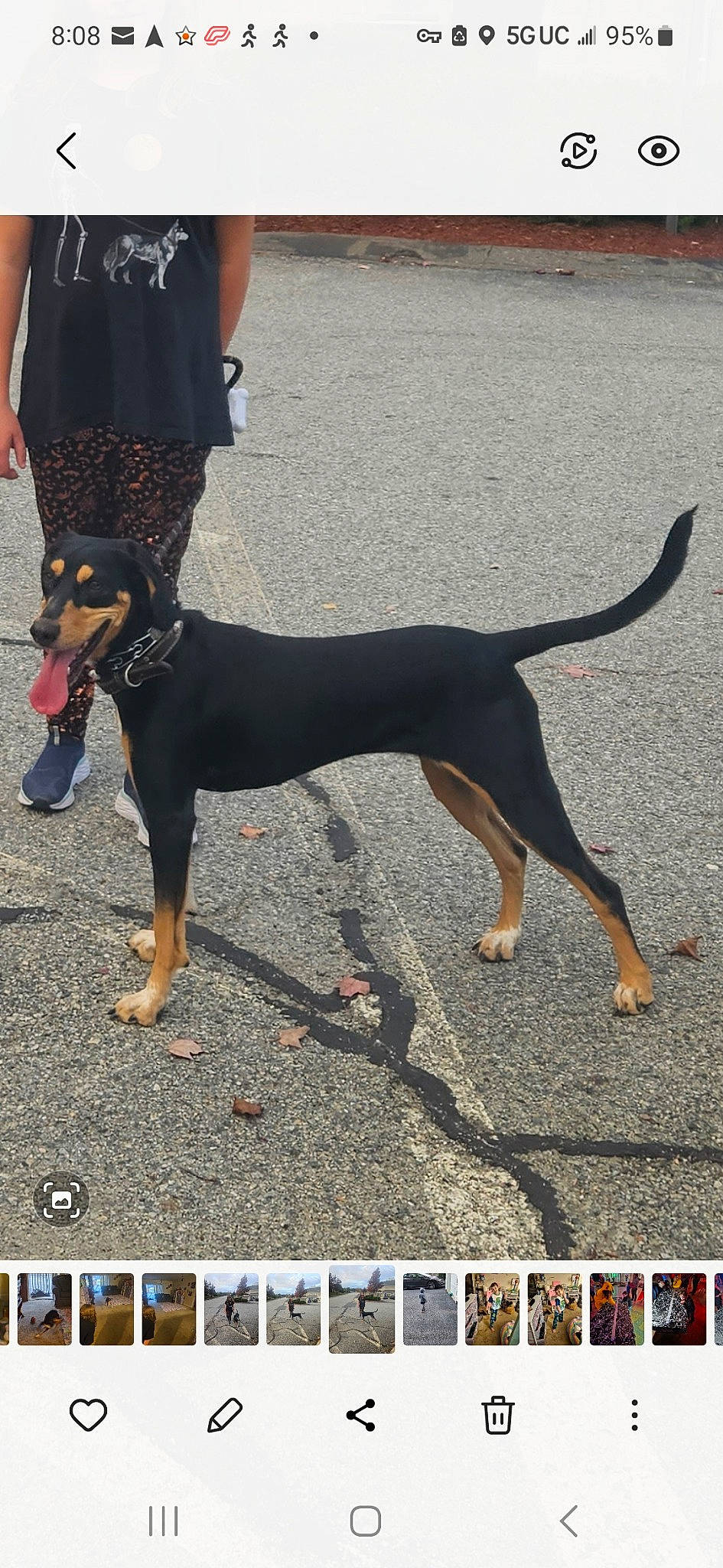 Penny joined the competition — help win amazing prizes! calf, carnivore, collar, companion_dog, dog, dog_breed, dog_supply, fashion_accessory, fawn, foot, human_leg, leash, photo_caption, photograph, t_shirt, tail, thigh, toy_dog, working_animal, working_dog