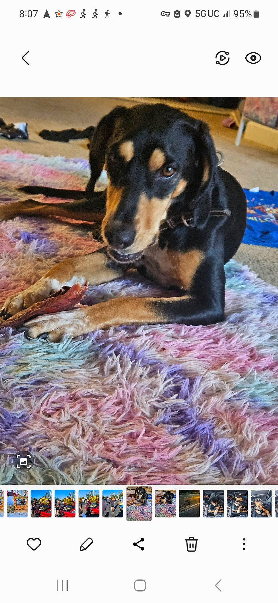 Penny joined the competition — help win amazing prizes! art, carnivore, companion_dog, dog, dog_breed, dog_supply, flooring, fur, guard_dog, hunting_dog, linens, pattern, scent_hound, sporting_group, visual_arts, working_animal, working_dog