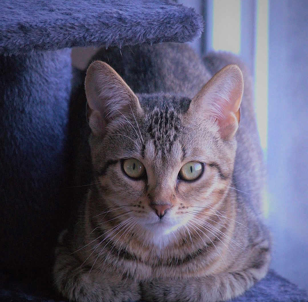 Olivia