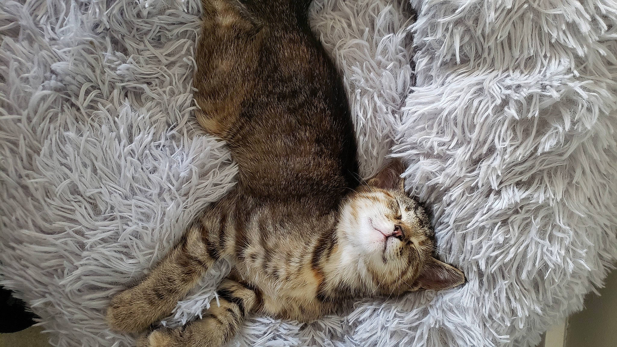 Grey joined the competition — help win amazing prizes! carnivore, cat, claw, comfort, domestic_short_haired_cat, fawn, felidae, fur, grass, nap, paw, sleep, small_to_medium_sized_cats, snout, tail, terrestrial_animal, whiskers, wildlife