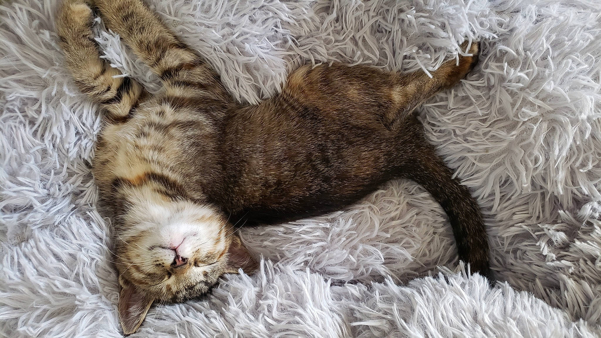 Grey is registered to the contest to win money with this photo: carnivore, cat, claw, comfort, domestic_short_haired_cat, felidae, foot, fur, nap, paw, sleep, small_to_medium_sized_cats, snout, tail, terrestrial_animal, whiskers