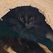 Scylla a rejoint le concours — aidez-le/la à gagner de superbes lots ! cat, black_cat, pet, animal, feline, yellow_eyes, fluffy, cozy, indoor, fur, cute, resting, snug, portrait, whiskers, dark, soft, warm, hidden, curious