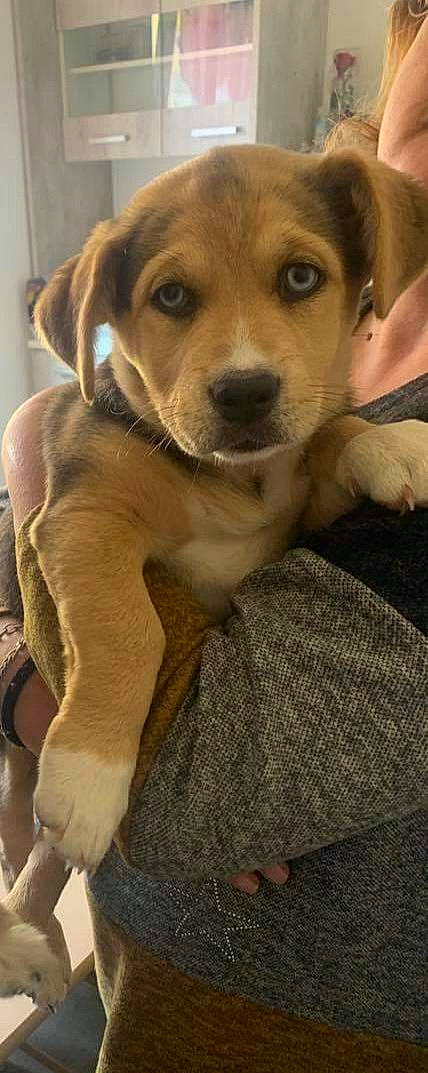 Shanny participe au concours pour gagner de l'argent avec cette photo : canidae, carnivore, companion_dog, dog, dog_breed, ear, fawn, fur, paw, retriever, snout, sporting_group, whiskers, working_animal