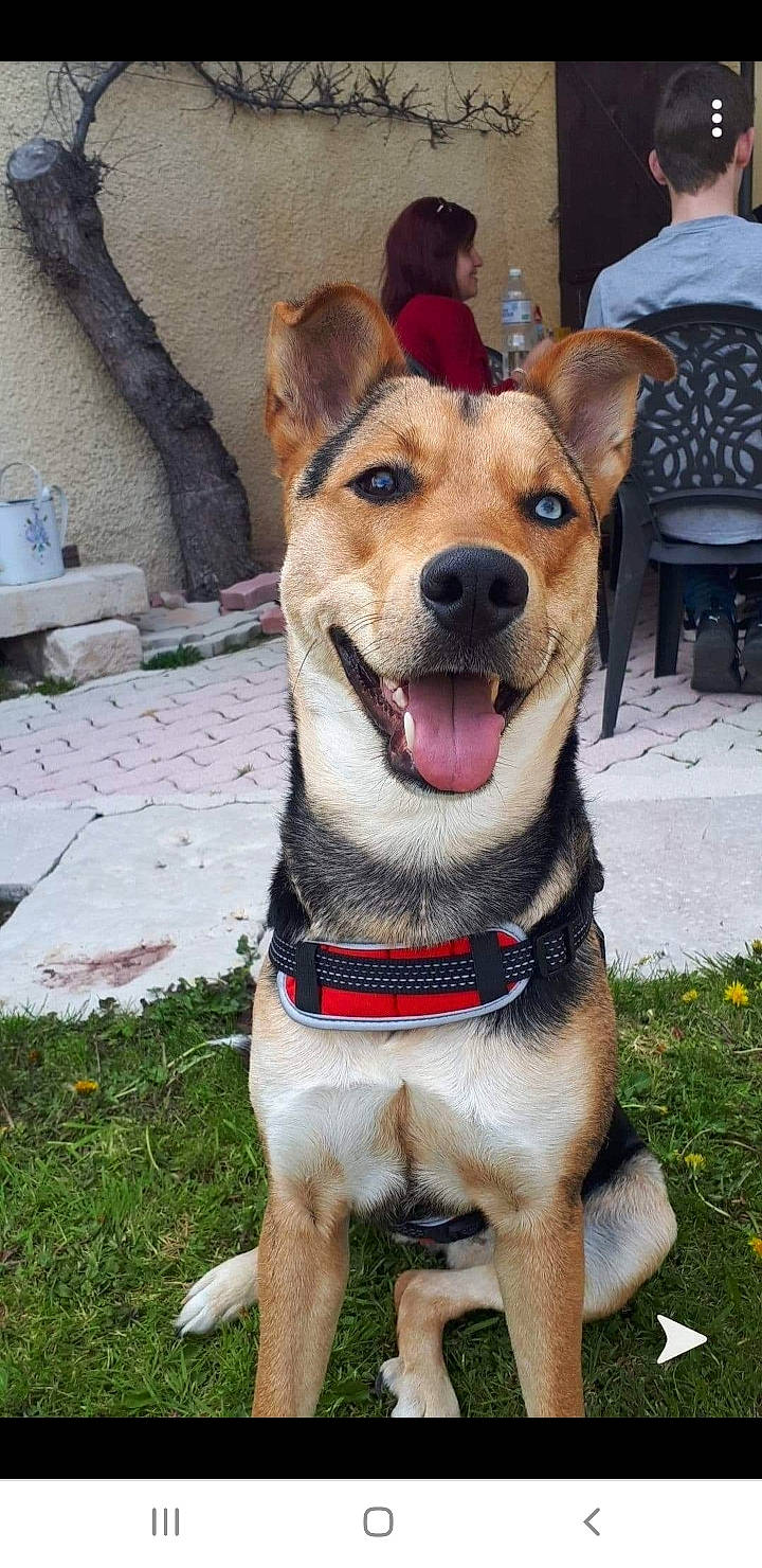 Holly participe au concours pour gagner de l'argent avec cette photo : canidae, carnivore, carolina_dog, companion_dog, dog, dog_breed, fawn, feist, mammal, potcake_dog, rare_breed_dog, snout, sporting_group, vertebrate