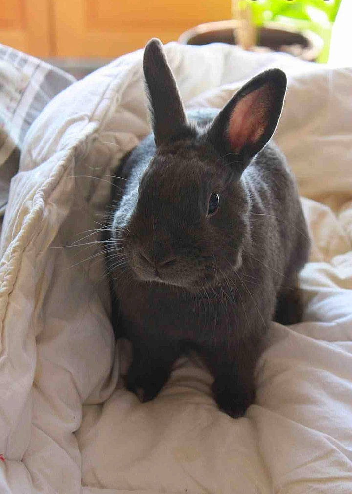 Reglis a rejoint le concours — aidez-le/la à gagner de superbes lots ! domestic_rabbit, ear, fawn, fur, hare, rabbit, rabbits_and_hares, skin, snout, whiskers