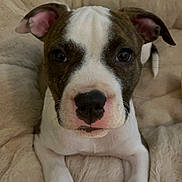 Aïka participe au concours pour gagner de l'argent avec cette photo : puppy, dog, pet_bed, white, brown, close_up, cute, animal, resting, indoor, fur, ears, paws, young_dog, canine, domestic_animal, portrait, looking_at_camera, soft_texture, relaxed