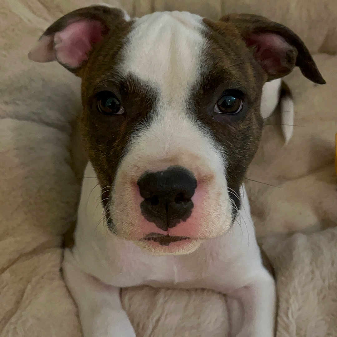 Aïka participe au concours pour gagner de l'argent avec cette photo : animal, brown, canine, close_up, cute, dog, domestic_animal, ears, fur, indoor, looking_at_camera, paws, pet_bed, portrait, puppy, relaxed, resting, soft_texture, white, young_dog