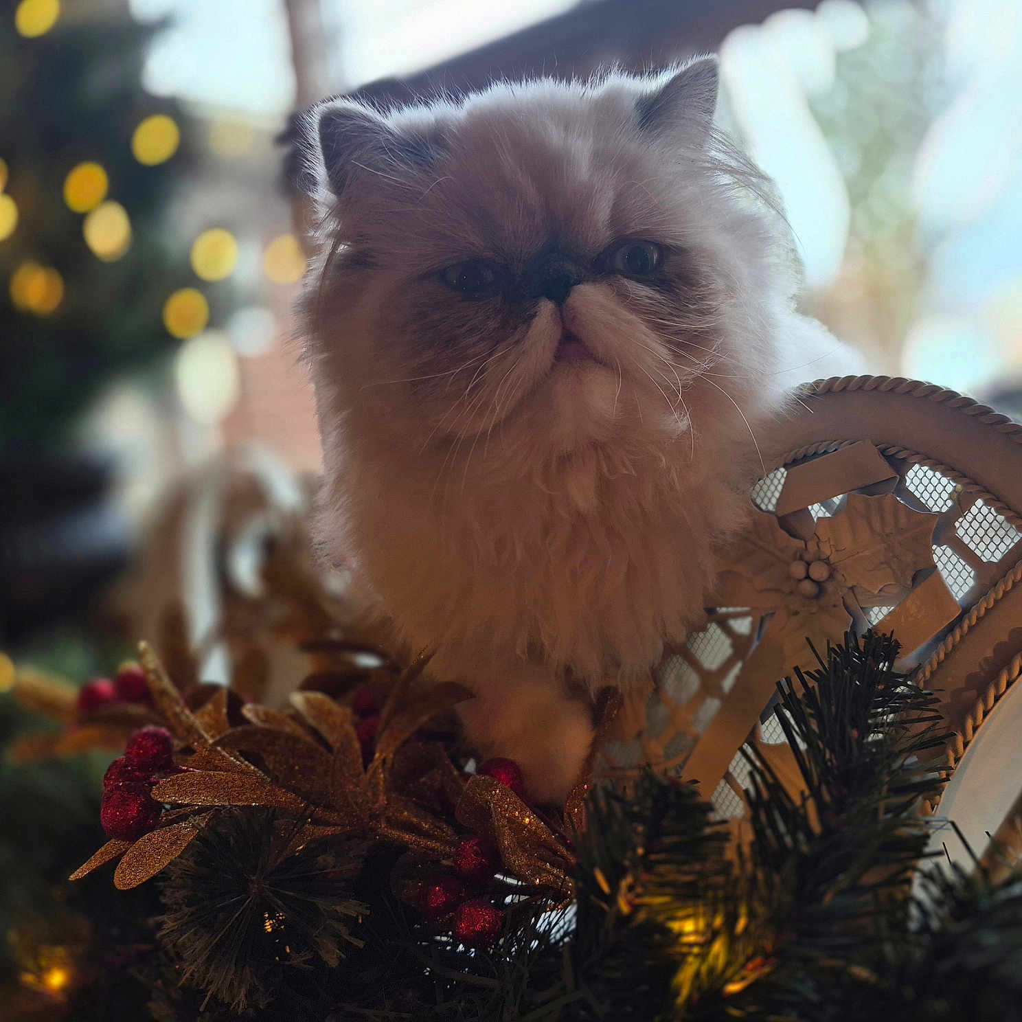 Gia is registered to the contest to win money with this photo: animal, bokeh, cat, closeup, cute, decor, festive, fluffy, furniture, golden_leaves, holiday_decorations, indoor, ornaments, persian_cat, pet, portrait, red_berries, soft_lighting, white_chair, winter