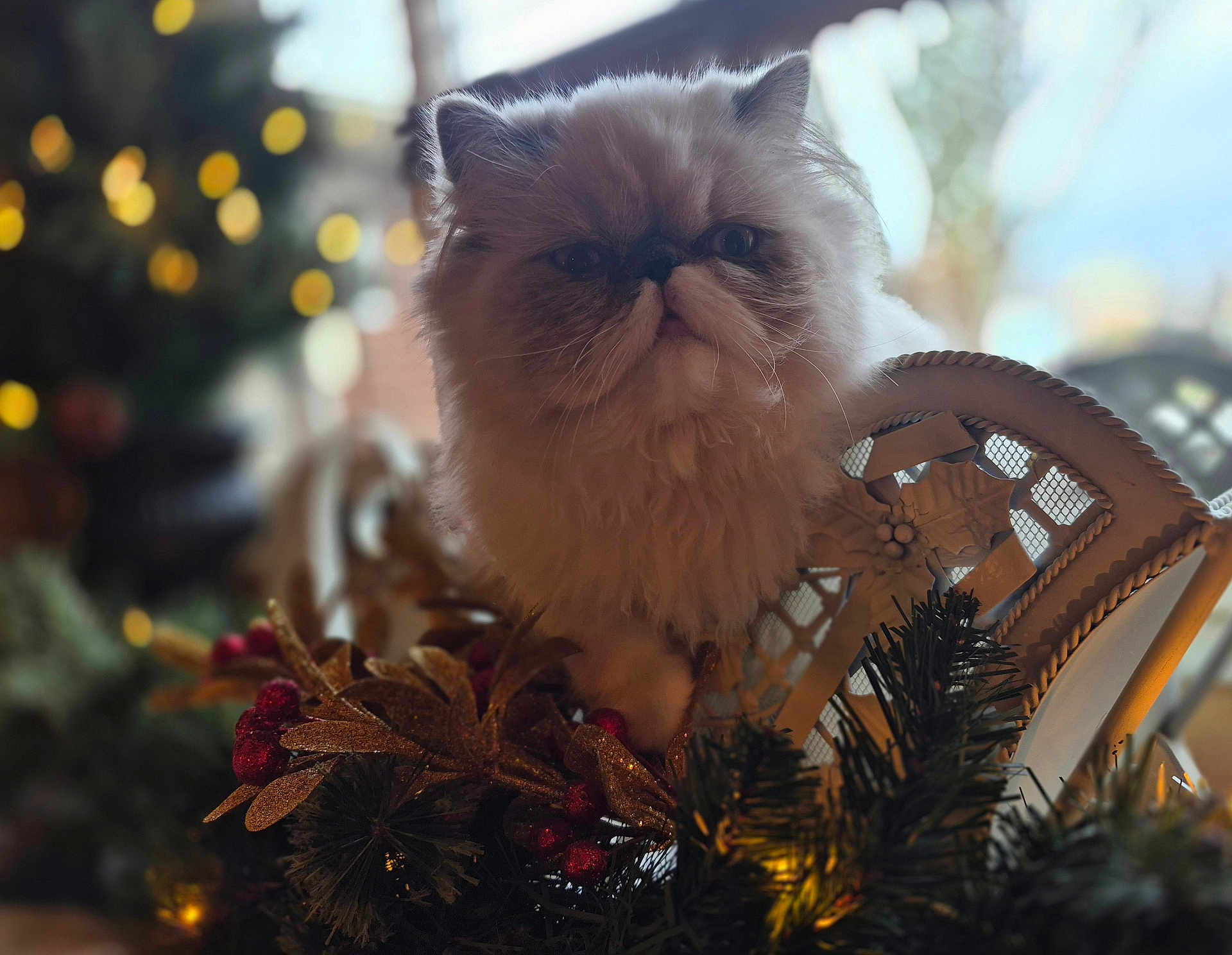 Gia is registered to the contest to win money with this photo: cat, fluffy, persian_cat, holiday_decorations, golden_leaves, red_berries, festive, bokeh, soft_lighting, indoor, ornaments, decor, furniture, white_chair, closeup, pet, animal, cute, portrait, winter