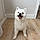 Coton