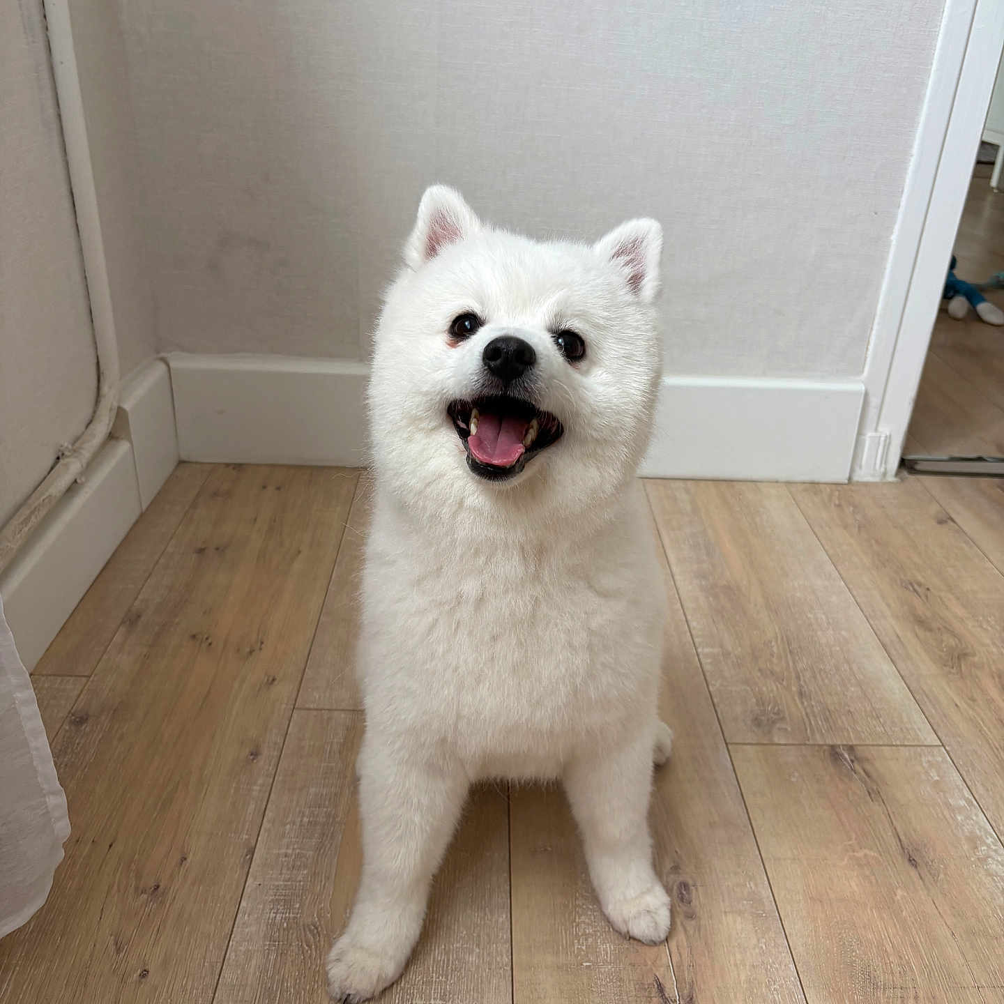 Coton