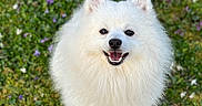 Coton participe au concours pour gagner de l'argent avec cette photo : adorable, animal, canine, cute, dog, flowers, fluffy, friendly, fur, garden, grass, happy, nature, outdoor, pet, playful, small_dog, smiling, spring, white_dog