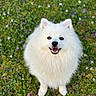 adorable, animal, canine, cute, dog, flowers, fluffy, friendly, fur, garden, grass, happy, nature, outdoor, pet, playful, small_dog, smiling, spring, white_dog