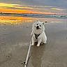 Coton participe au concours pour gagner de l'argent avec cette photo : beach, calm, clouds, dog, fluffy, happy, leash, nature, ocean, outdoor, pet, reflection, sand, scenic, sitting, sky, sunset, water, waves, white_dog
