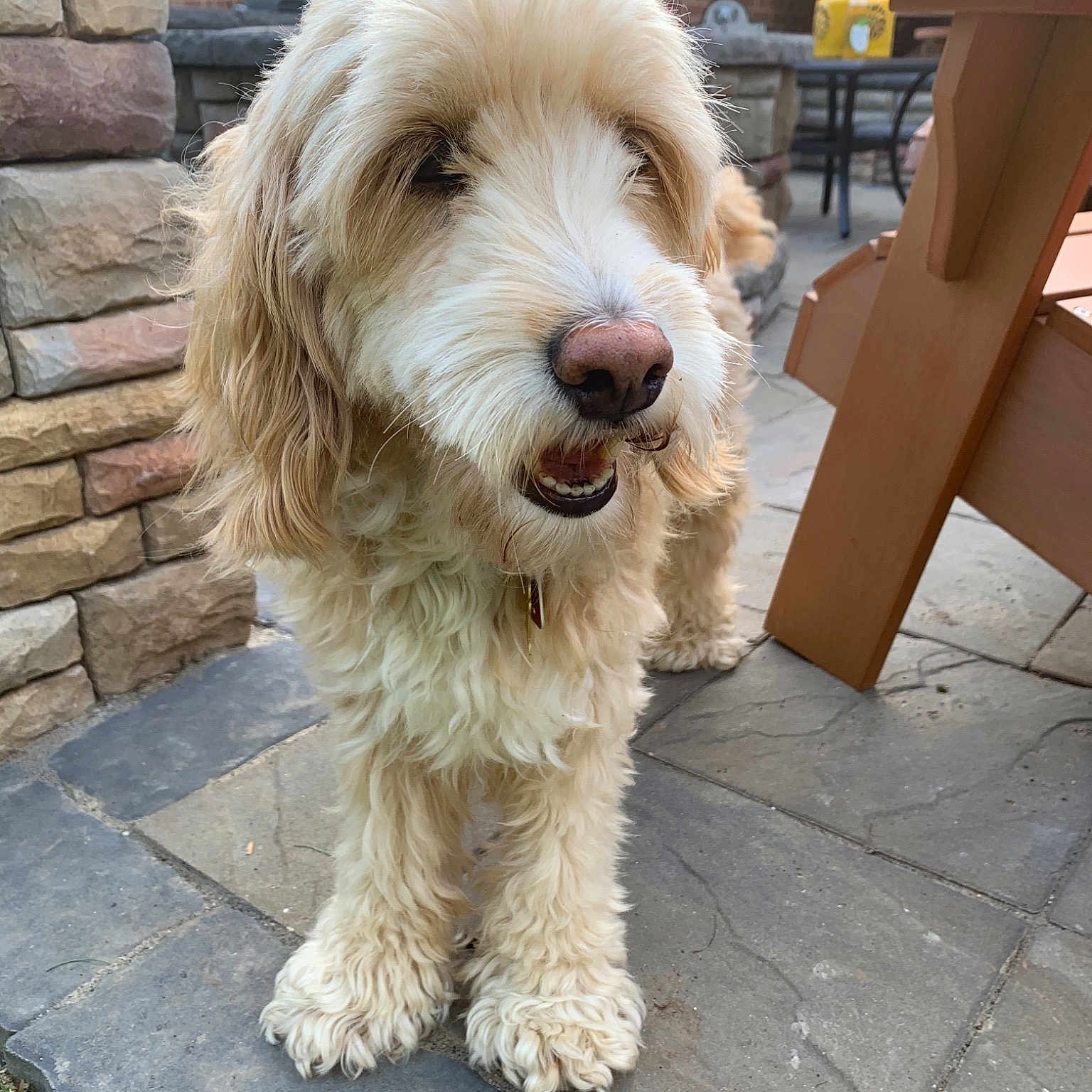 Jill is registered to the contest to win money with this photo: basset_fauve_de_bretagne, briquet_griffon_vendeen, canidae, carnivore, cockapoo, companion_dog, dog, dog_breed, goldendoodle, grand_basset_griffon_vendeen, istrian_coarse_haired_hound, labradoodle, mammal, petit_basset_griffon_vendeen, rare_breed_dog, sapsali, spinone_italiano, sporting_group, terrier, vertebrate