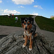 Tao participe au concours pour gagner de l'argent avec cette photo : animal, blue_sky, casual, cloud, daytime, dog, grass, group, hill, leash, leisure, nature, outdoor, park, path, people, pet, rock, sky, walking