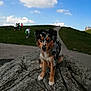 animal, blue_sky, casual, cloud, daytime, dog, grass, group, hill, leash, leisure, nature, outdoor, park, path, people, pet, rock, sky, walking